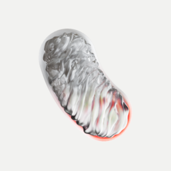 The six things I found out before ordering Mitopure from the US to Australia